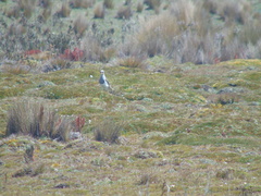 Vanellus resplendens