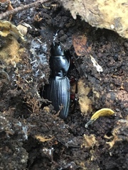 Plocamostethus planiusculus