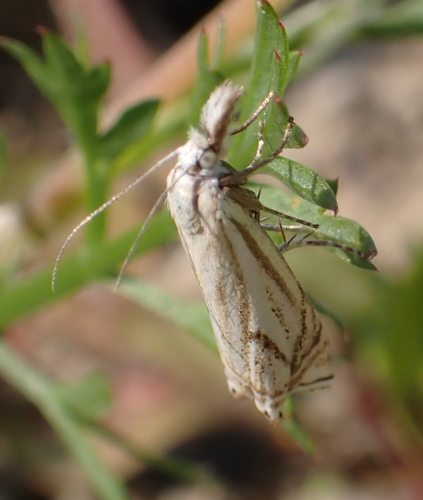 trávovec lúčny (Crambus lathoniellus)