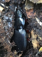 Plocamostethus planiusculus