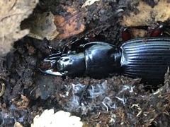 Plocamostethus planiusculus