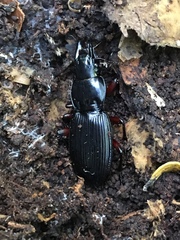 Plocamostethus planiusculus