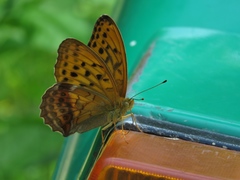 Argynnis sagana