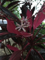 Cordyline fruticosa
