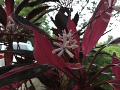Cordyline fruticosa