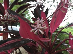 Cordyline fruticosa