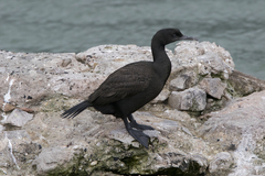 Bank Cormorant photo 2