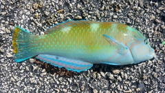 Halichoeres radiatus