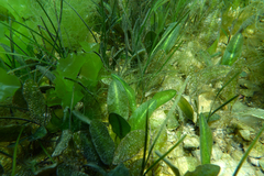 Halophila australis