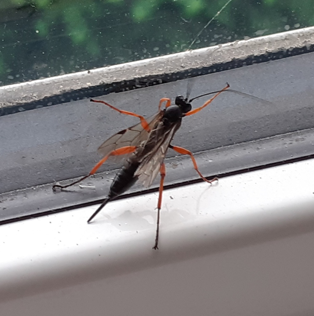 Black Slip Wasp from Southerton, Devon, UK on 30 June, 2023 at 0823 PM