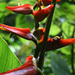 Red Twist Heliconia - Photo (c) Codiferous, some rights reserved (CC BY-SA)