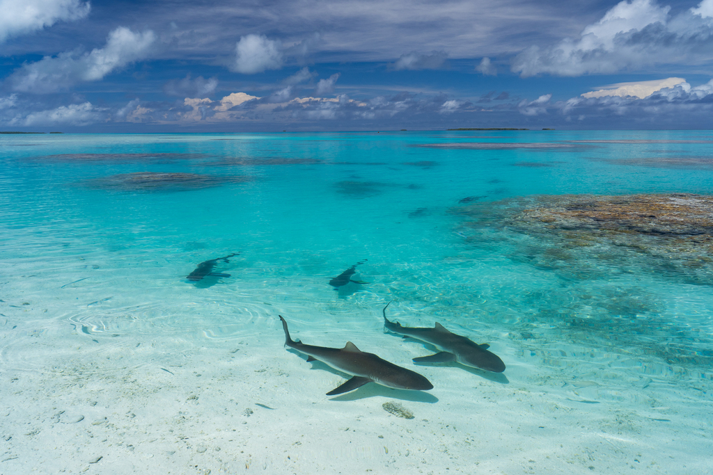 Foto de Tiburón Gris de Arrecife (Carcharhinus amblyrhynchos)
