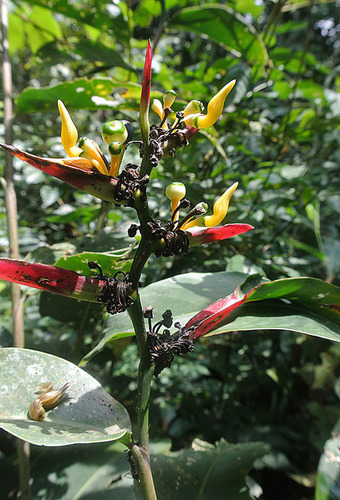 Heliconia schumanniana