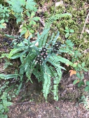 Gnaphaliothamnus salicifolius