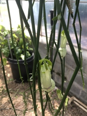 Ceropegia ampliata