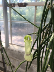 Ceropegia ampliata