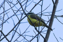 Myiodynastes hemichrysus