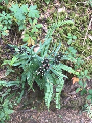 Gnaphaliothamnus salicifolius