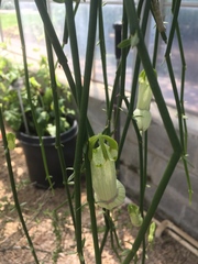 Ceropegia ampliata
