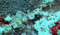 Scorpaenopsis oxycephalus