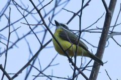 Myiodynastes hemichrysus