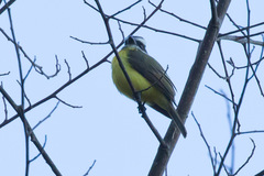 Myiodynastes hemichrysus