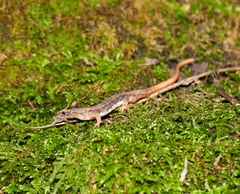 Salamandrina perspicillata