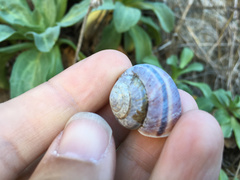 Helminthoglypta dupetithouarsi