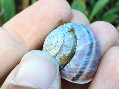 Helminthoglypta dupetithouarsi