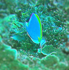 Acanthurus leucosternon