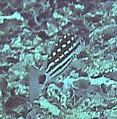 Lutjanus decussatus