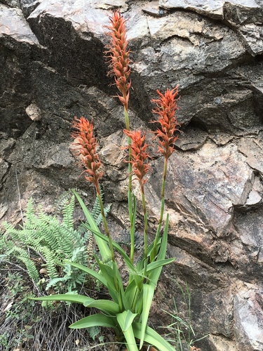 Scarlet Lady's Tresses