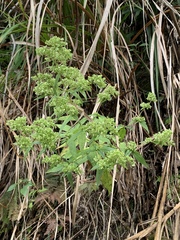 Patrinia glabrifolia