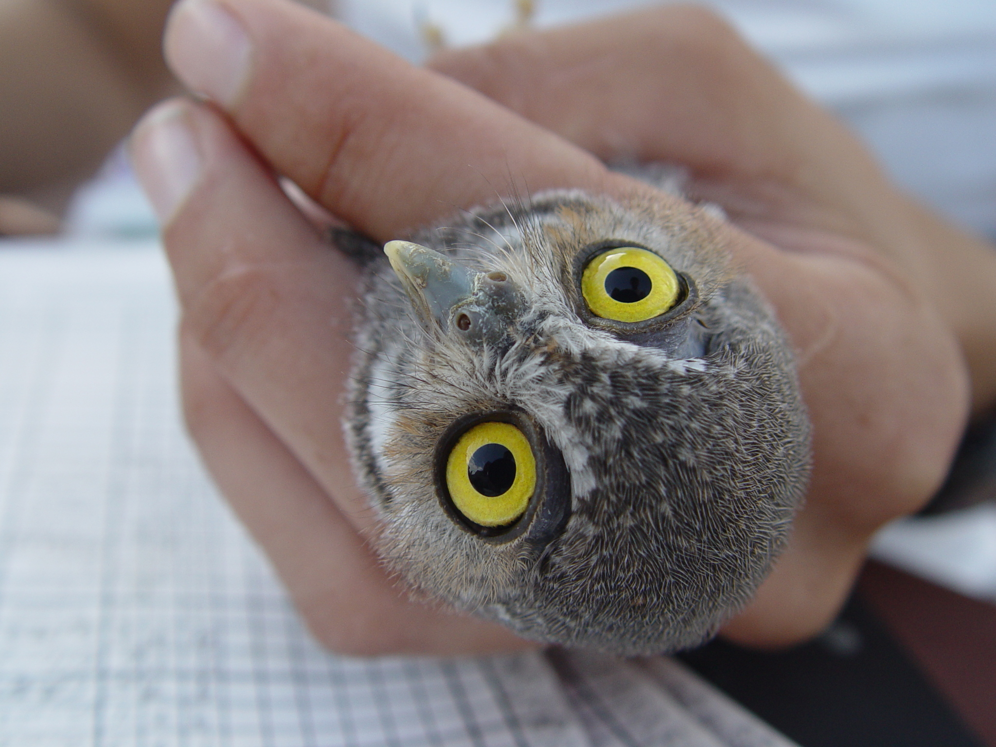 Elf Owl (Micrathene whitneyi)