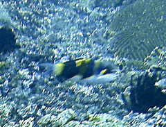 Thalassoma nigrofasciatum
