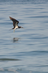 Sula leucogaster brewsteri