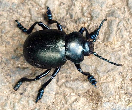Bloody-nosed Beetle