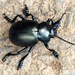 Bloody-nosed Beetle - Photo (c) Derek Harper, some rights reserved (CC BY-SA)