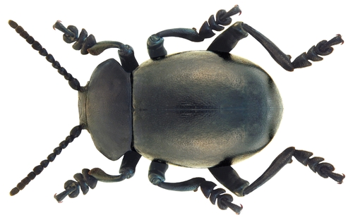 Bloody-nosed Beetle