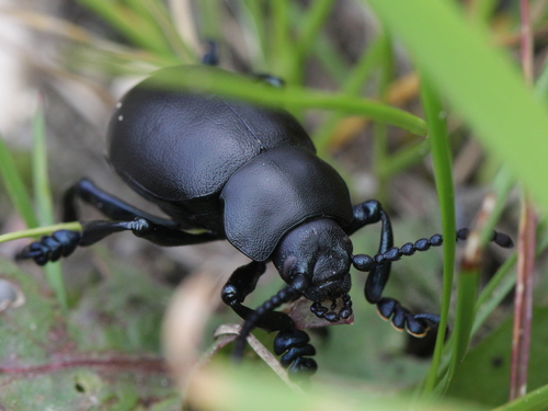 Bloody-nosed Beetle