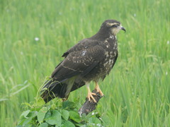 Rostrhamus sociabilis