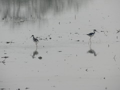Himantopus mexicanus