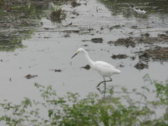 Egretta thula