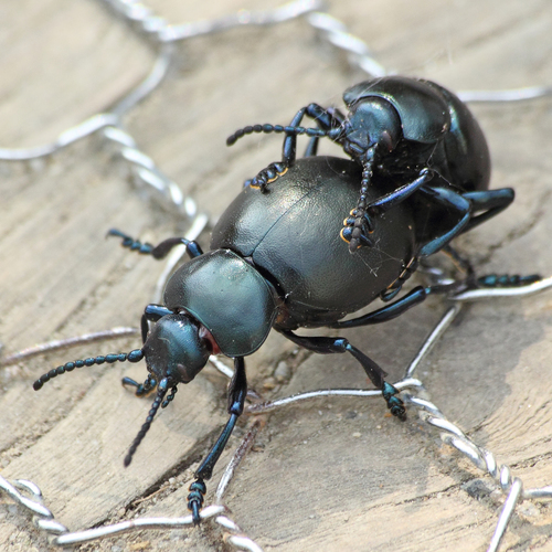 Bloody-nosed Beetle