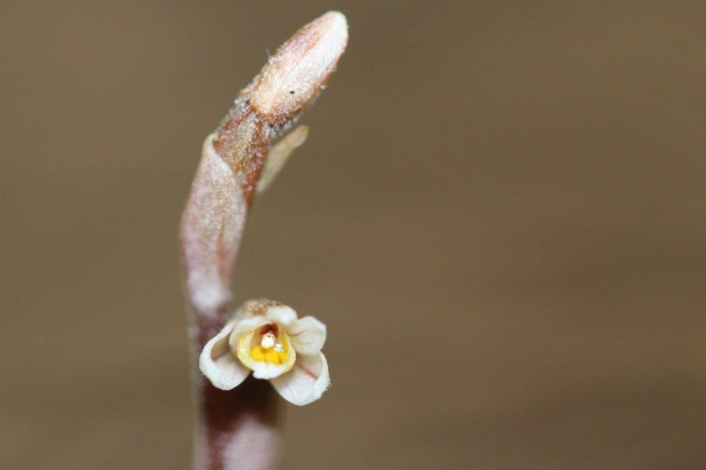 Danhatchia australis