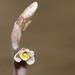 Danhatchia australis - Photo (c) Jack Warden, μερικά δικαιώματα διατηρούνται (CC BY-NC), uploaded by Jack Warden