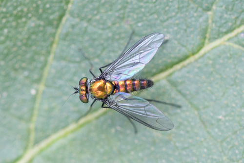 Condylostylus longicornis