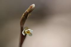 Danhatchia australis