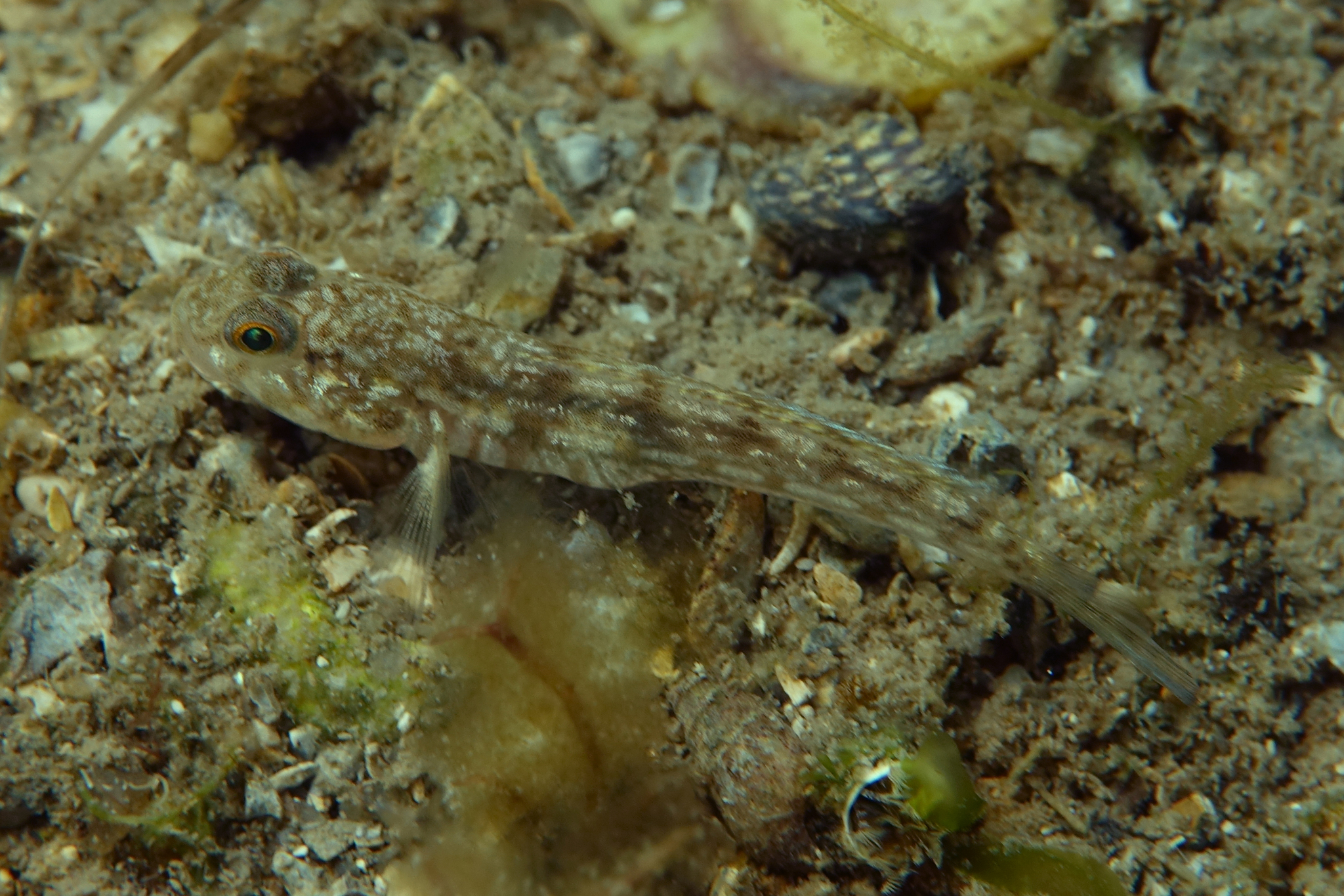 Glover's Tasmangoby photo 5