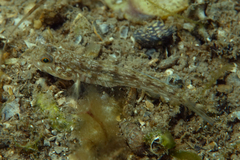 Tasmanogobius gloveri